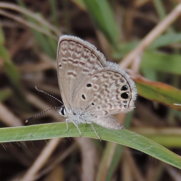 Hemiargus ceraunus