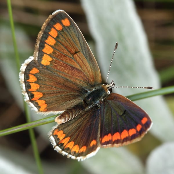 Aricia agestis