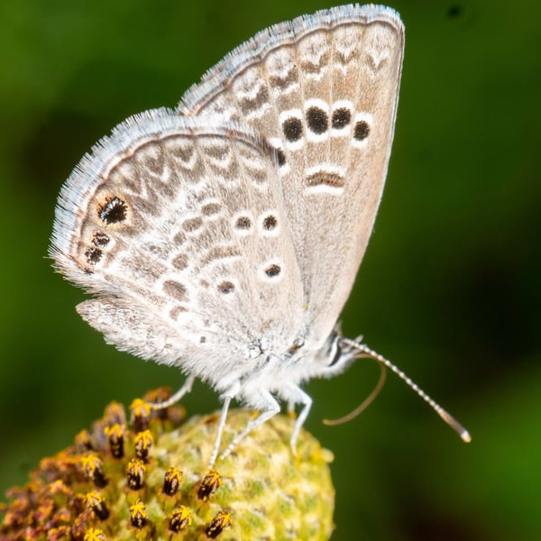 Echinargus