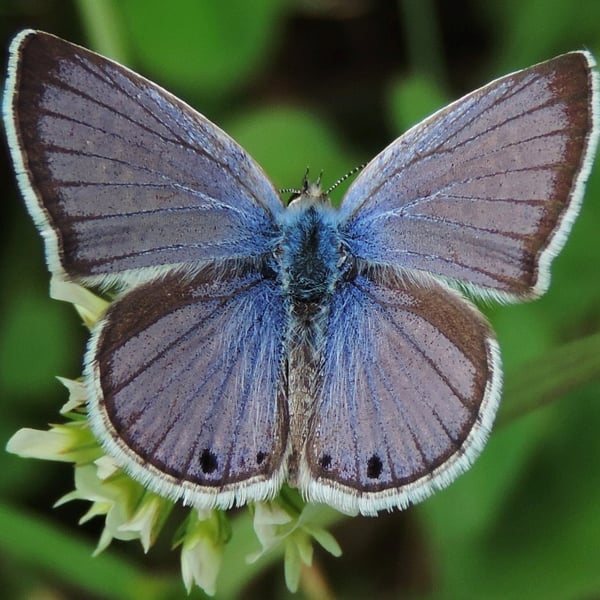 Echinargus isola