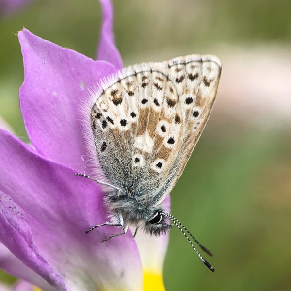 Agriades podarce