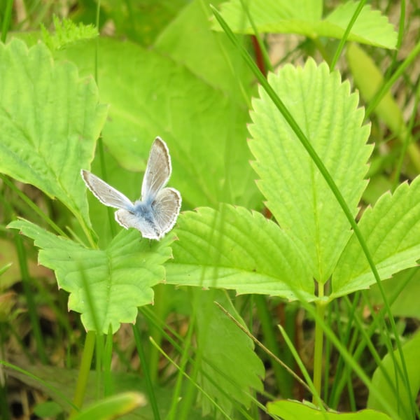 Agriades glandon