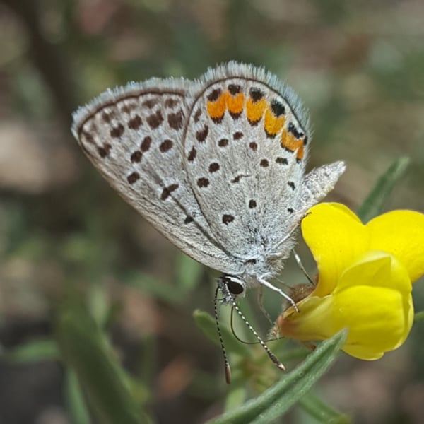Icaricia lupini