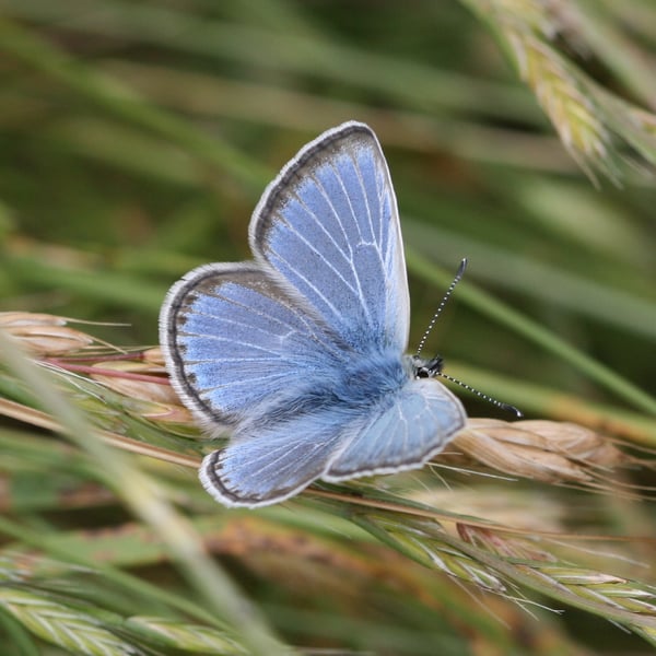 Icaricia icarioides