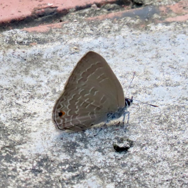 Anthene emolus