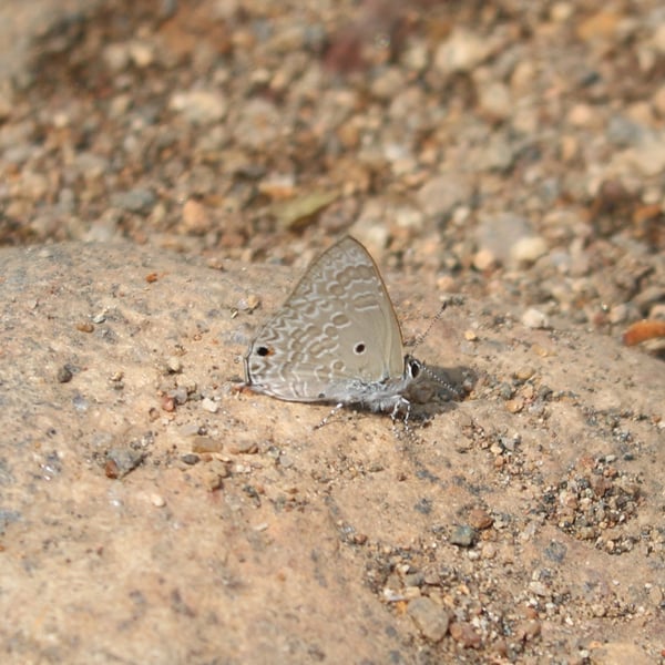 Anthene lycaenina