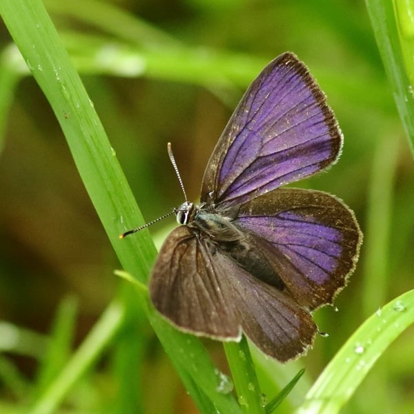 Favonius quercus