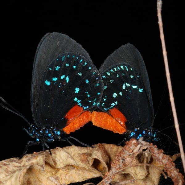 Eumaeus atala