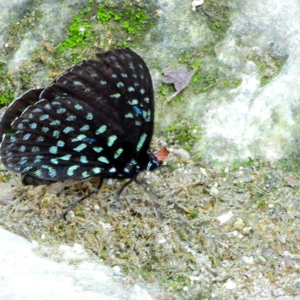 Eumaeus childrenae