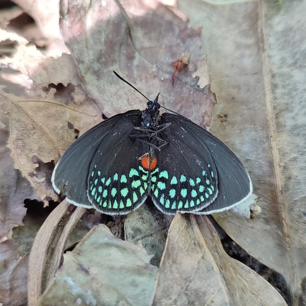 Eumaeus toxea