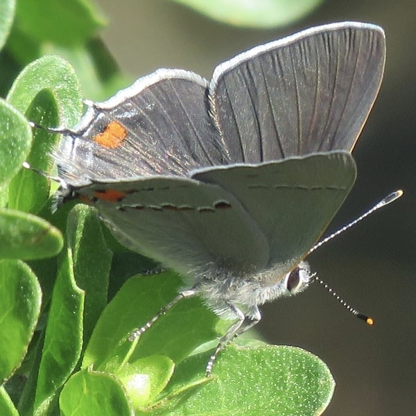 Strymon melinus