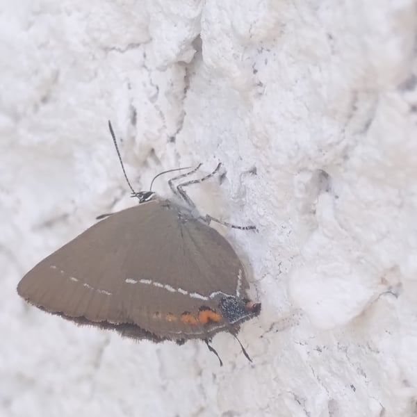 Satyrium