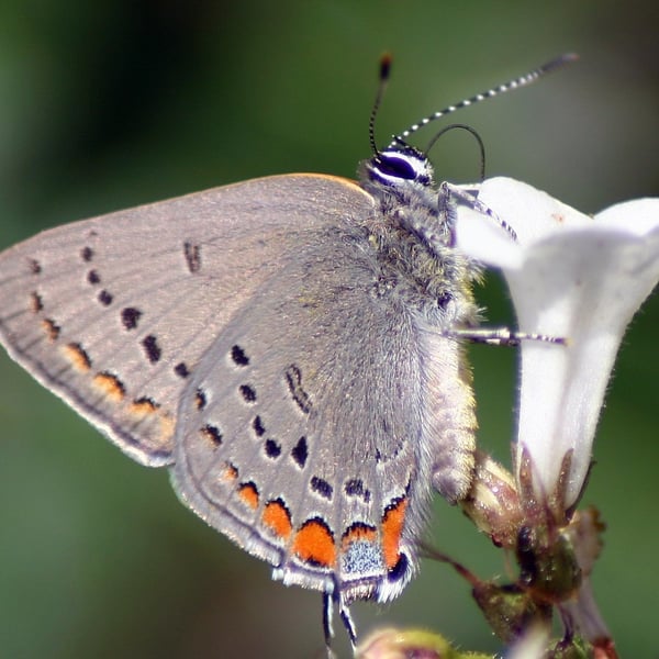 Satyrium californica
