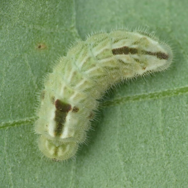 Satyrium calanus