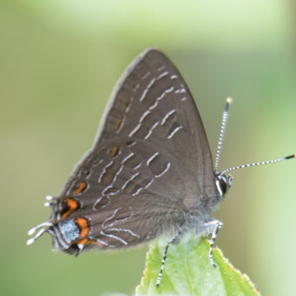 Satyrium liparops