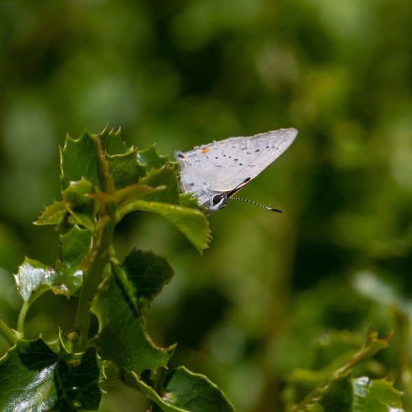 Satyrium sylvinus