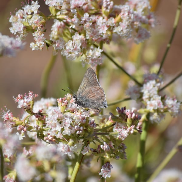 Satyrium tetra