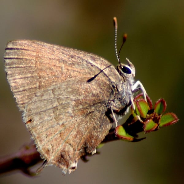 Satyrium saepium