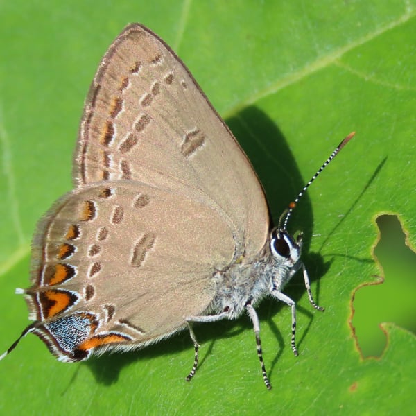 Satyrium edwardsii