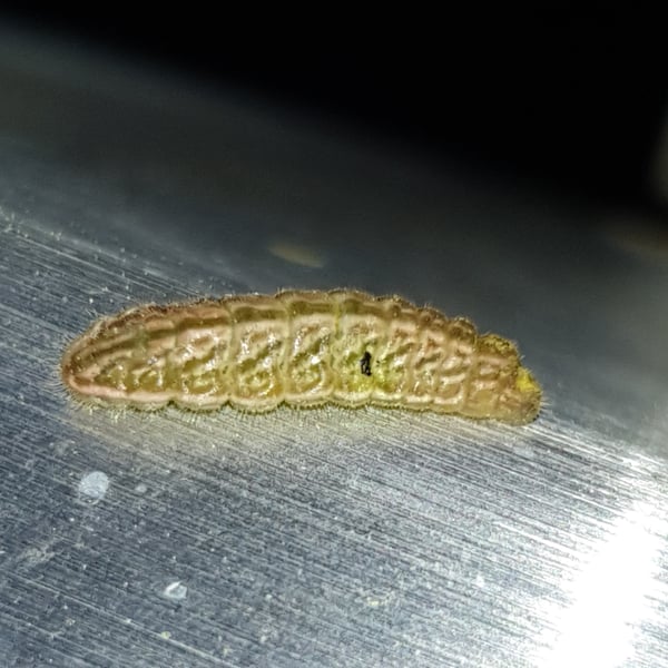 Satyrium caryaevorus