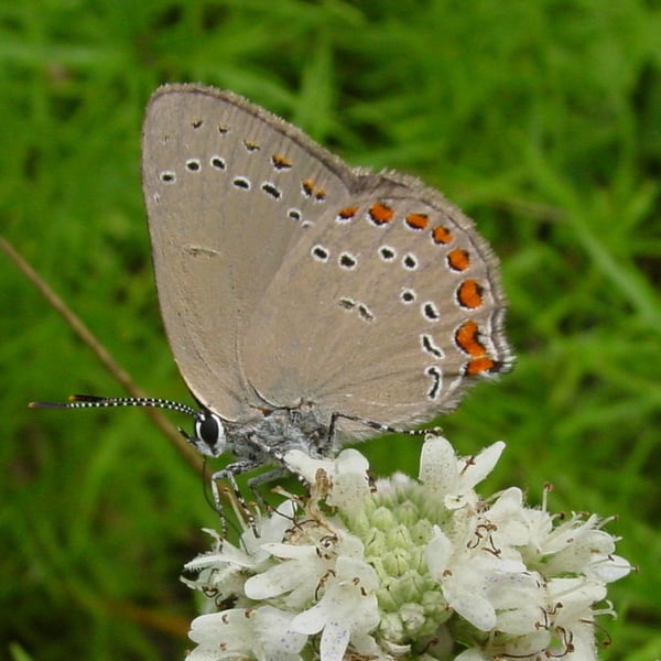 Satyrium titus