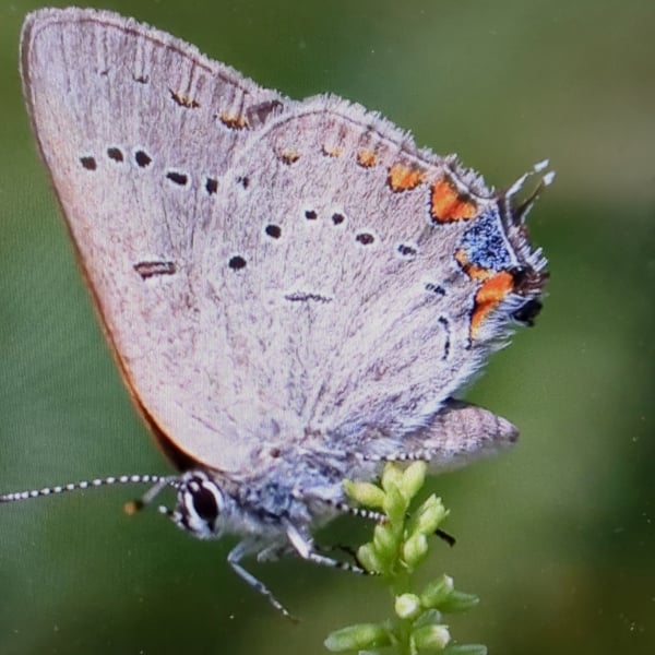 Satyrium acadica