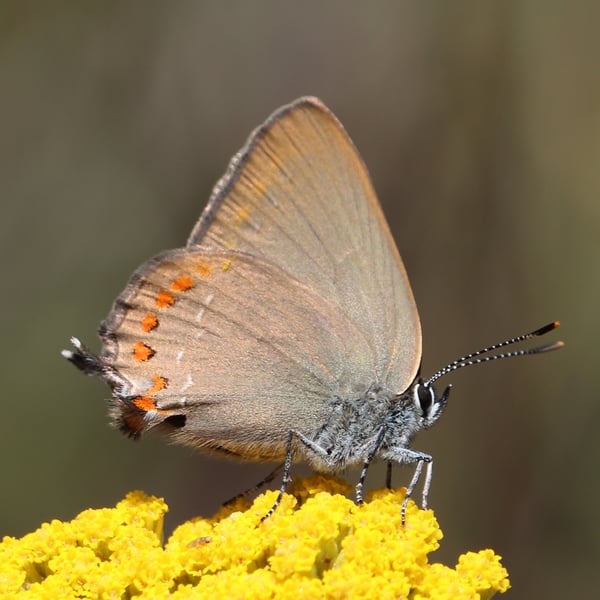 Satyrium esculi