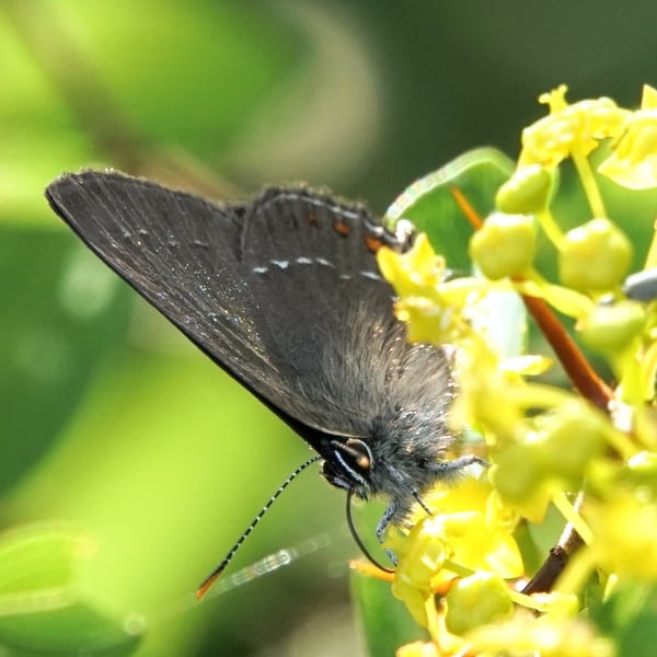 Satyrium ilicis
