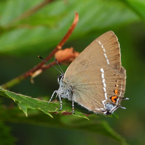 Satyrium spini