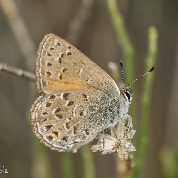 Satyrium behrii