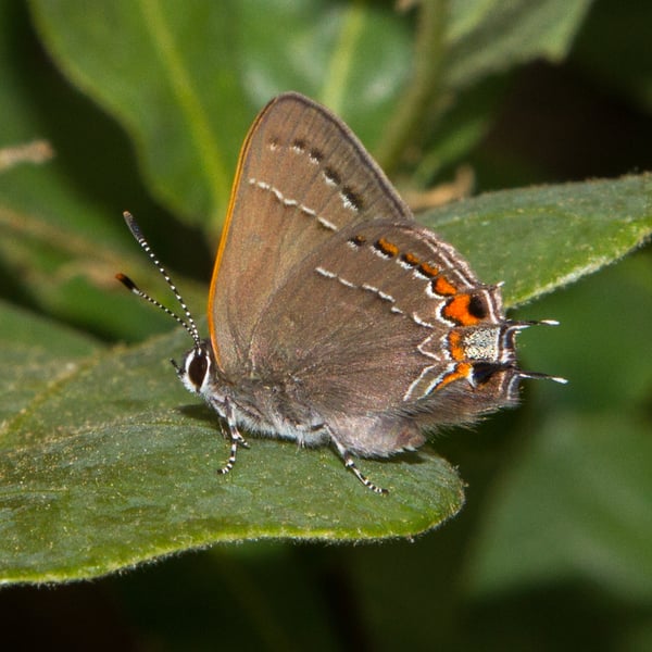 Satyrium favonius