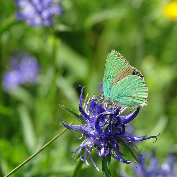 Callophrys