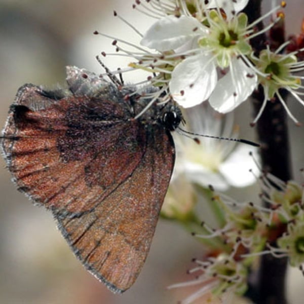 Callophrys augustinus