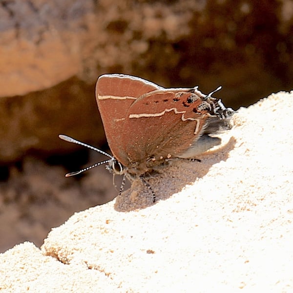 Callophrys spinetorum