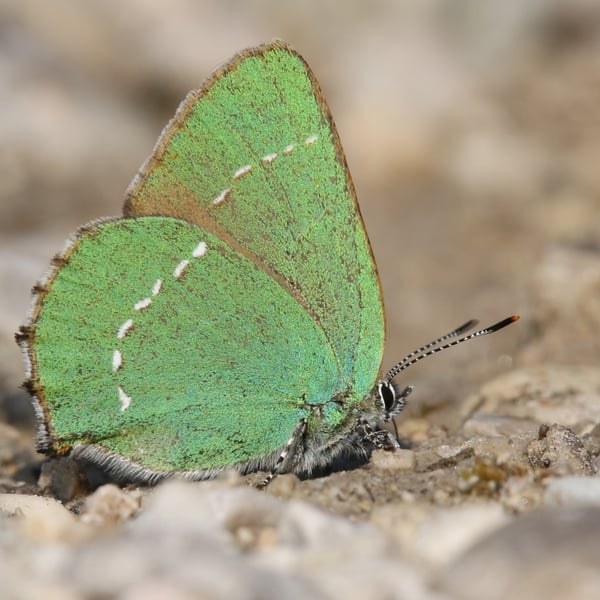 Callophrys rubi