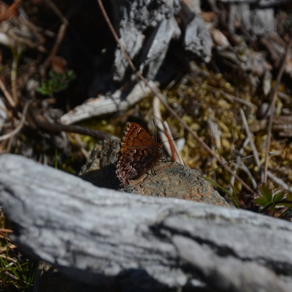Callophrys eryphon