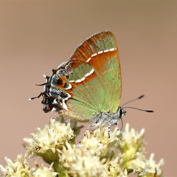 Callophrys gryneus