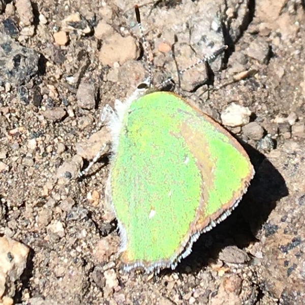 Callophrys sheridanii