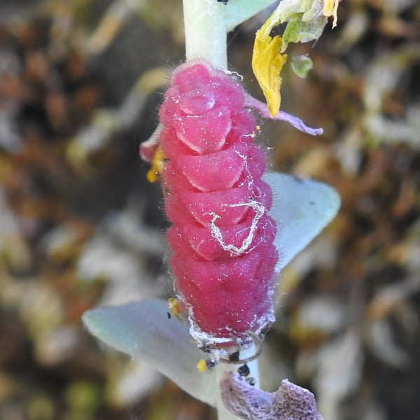 Callophrys mossii