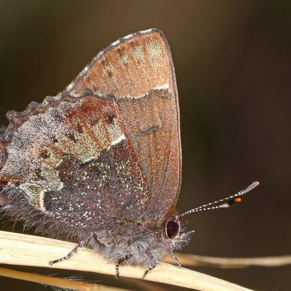 Callophrys henrici