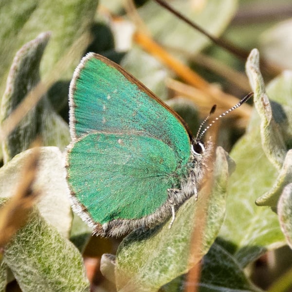 Callophrys viridis