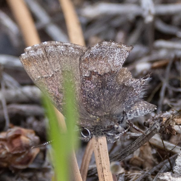 Callophrys polios