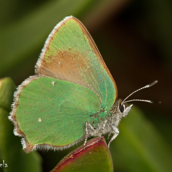Callophrys dumetorum