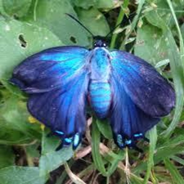 Atlides halesus
