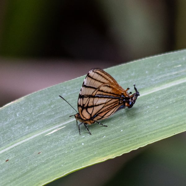 Arawacus meliboeus