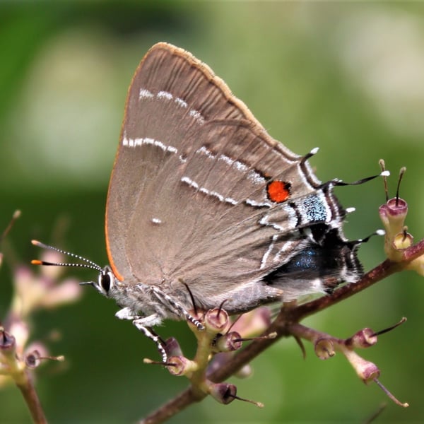 Parrhasius m-album