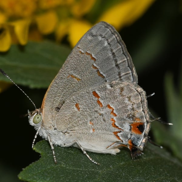 Ministrymon leda