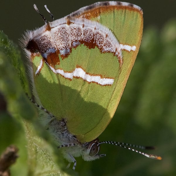 Chlorostrymon simaethis