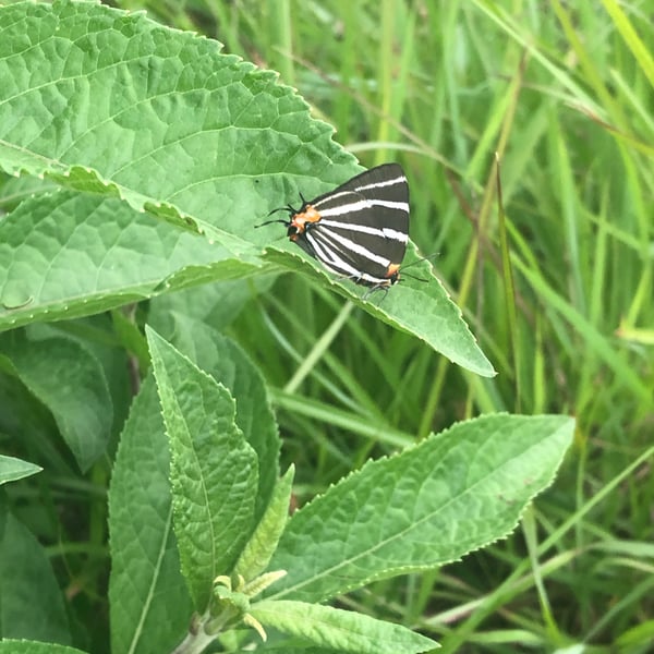 Panthiades bathildis