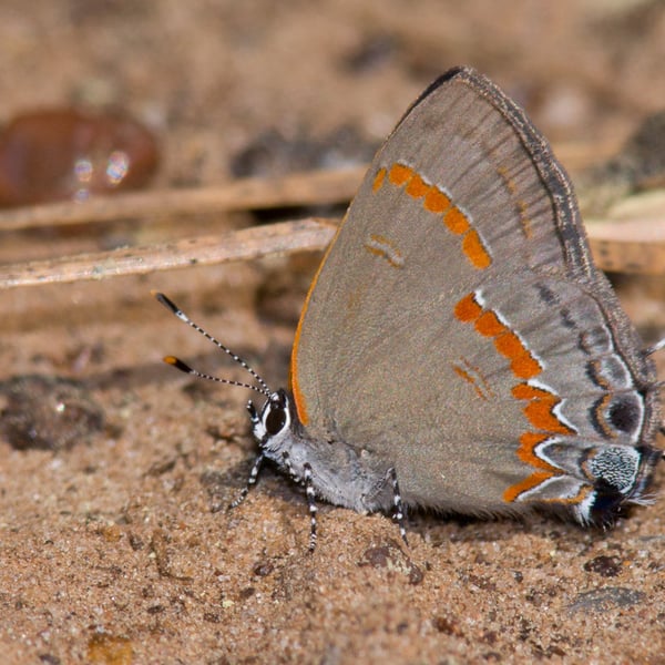 Calycopis cecrops